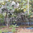 포도송이펜션 이미지