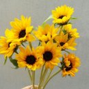 해바라기,꽃바라기