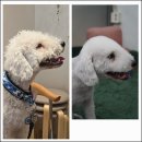 다시오개 이미지