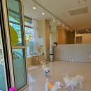 펫슨조이 이미지