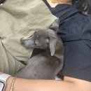 스프링댕댕 이미지