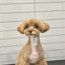 햇살애견미용실 이미지