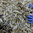 깜짝특가판매!1박스만원!＞＞맛집육수의비결! 자연산햇고노리(곤어리)1박스(1.5kg)단돈1만원-한정판매! 이미지