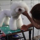 킴스애견미용실 이미지