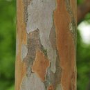 나무나무 이미지