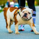 뚱강아지 이미지