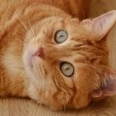 함께하는동물병원 이미지