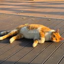 은행나무길(경제진흥원앞) | 충남 아산 현충사 곡교천 은행나무길 단풍 명소 실시간 주차장