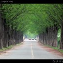 2011.5.9 봄을 산책하다, in 담양 (20 pic) 이미지