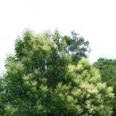 당광나무 / 물푸레나무과 이미지