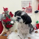 비마인 독 이미지