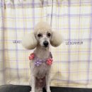 탱스땡스 이미지