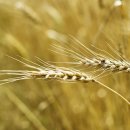 대성농산영농조합법인 이미지