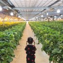 중인농장 | 경기도 딸기체험 농장 추천 | 뜰농장 딸기따기 놀거리 리얼후기