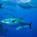 착한참치 이미지