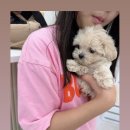 청라동물약국 | 말티푸분양완료 인천강아지분양 송도강아지분양 송도말티푸분양 청라말티푸분양