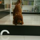 VIP동물의료센터 서초동작점 이미지