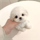 하나애견 | 광명애견분양 퍼피에몽 행복한 공간