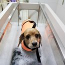 사하동물병원 이미지