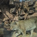 덕만천 | 어린이 대공원 + 동물원 + 잔디밭 + 놀이터 !!! 💕(토요일 이른아침방문, 주차장 및 푸드코트 후기 등)