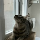 코끼리 동물병원 이미지