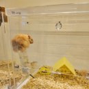 골든햄스터분양 탬펫 강남점 이미지