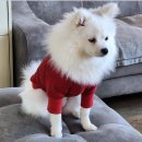 dog's 애견샵 이미지