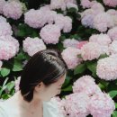 카멜리아 | 제주 수국 개화 시작, 명소 카멜리아힐 후기