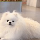 동물제중원금손이동물병원