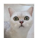 커뮤니캣 고양이 호텔&미용실 이미지