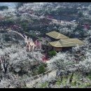 다압면 섬진강 매화마을 인근 이미지