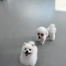 온리펫