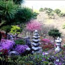 금강사 | *공주 : 금강사. 꽃잔디* (2025. 04. 19)
