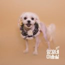 앙꼬네 미용실 이미지