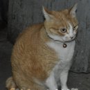 대흥식당 이미지