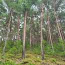 소나무숲 이미지