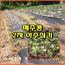 (텃밭/20620) 메주콩 적심 후 텃밭에 심기 이미지