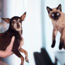 종로동물병원 이미지