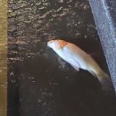 행복한 스푼