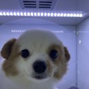 (주)쿨펫 이미지