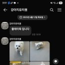 플레이독(애견유치원&호텔) 이미지