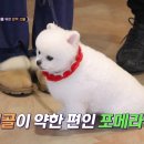 마요 펫 네이버블로그