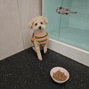 울림 반려견 교육센터 이미지