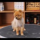 GROOMING 107 이미지