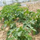 넝쿨농장 이미지