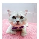 까까보개 이미지