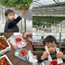 튼튼농장 | 다인이네 딸기 체험 농장 | 일상 고양 겨울 아이와 함께 갈만한 곳, 방문 후기