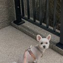 고고하개 이미지