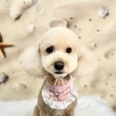 마릴린펫 이미지