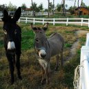 태신목장 이미지